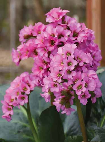 A vertical product shot of Miss Piggy bergenia. It is an upright plant with clumps of bright pink blooms.