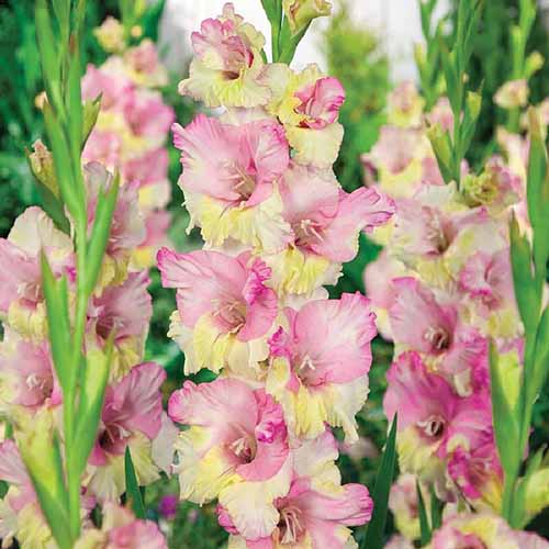 A vertical image of 'Mon Amour' gladiolus growing in a garden border.