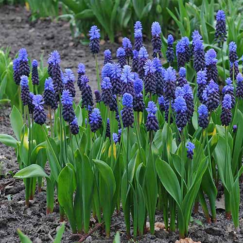 A square product shot of Muscari latifolium flowers growing in a garden border.