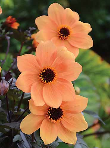 A close up of three 'Mystic Spirit' dahlias with orange petals pictured on a soft focus background.