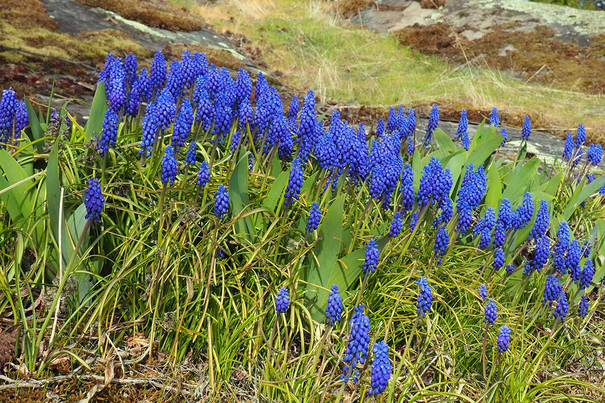 A horizontal photo of a hillside covered in grape hyacinth blooms that have been naturalized into a lawn.