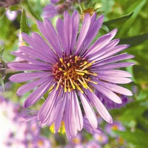 A square close up product shot of a New England Aster plant. The purple bloom has a yellow center.