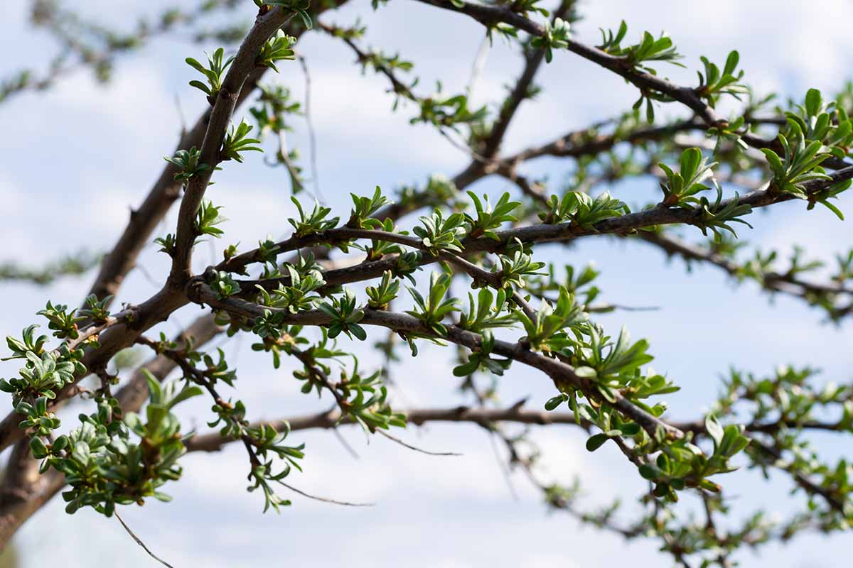 A close up of branches with new leafy growth in spring.