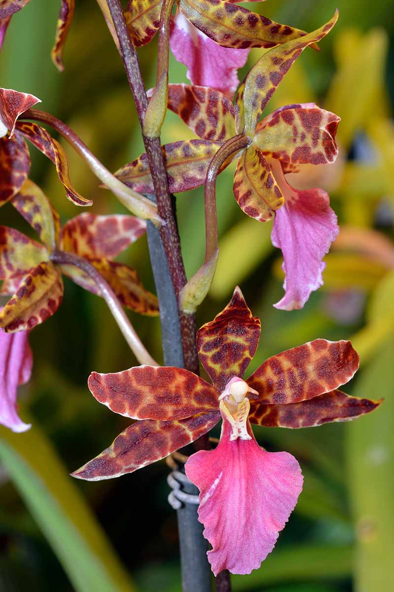 A vertical photo of a speckled odontoglossum orchid bloom close up.