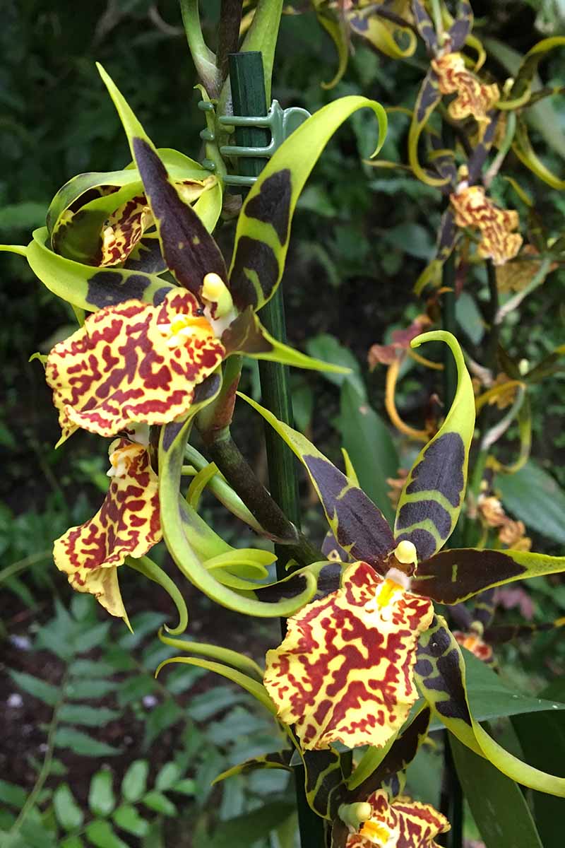 A vertical photo of a yellow and red speckled odontoglossum orchid growing in a garden.