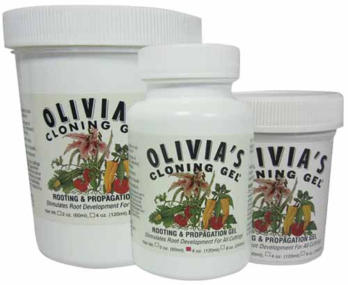 A horizontal product photo of three jars of Olivia's Cloning Gel.
