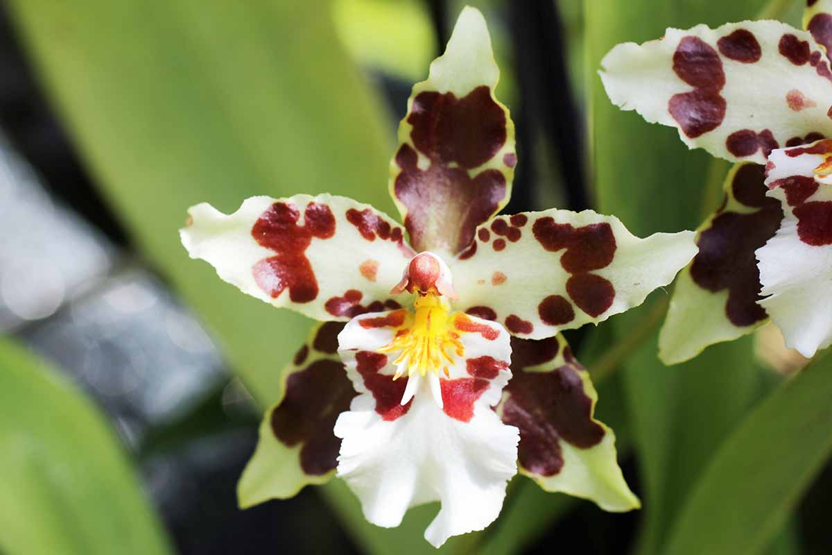 A horizontal close up of a white and dark red oncidium orchid growing in the garden.