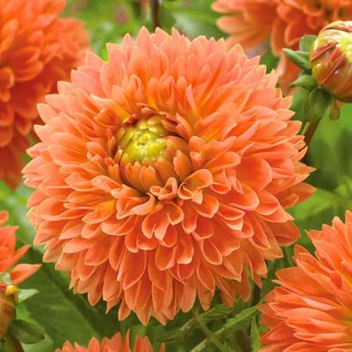 A square image of 'Orange Impact' dahlias growing in the garden with foliage in the background.