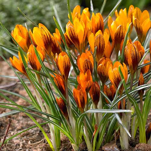 A close up square image of 'Orange Monarch' crocus flowers growing in the garden.