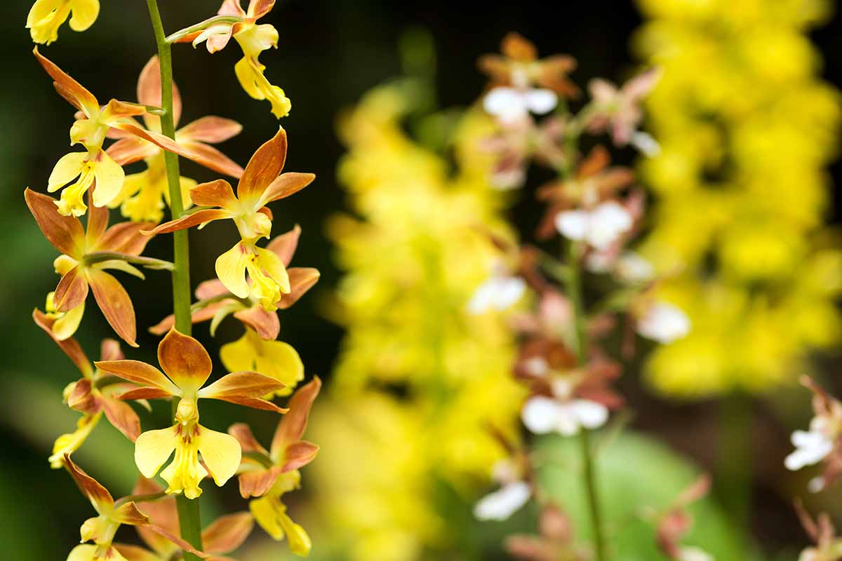 A horizontal photo of orange and yellow calanthe orchids in bloom with selective foreground focus.