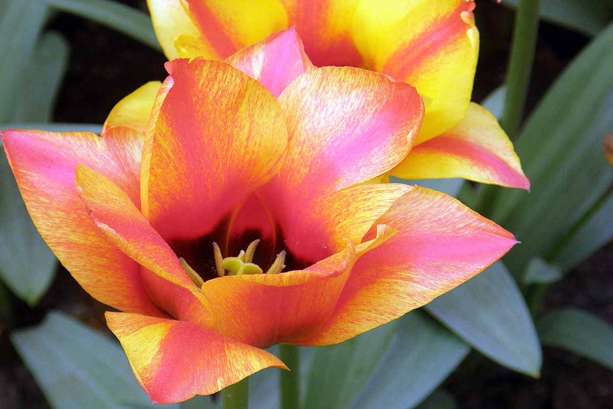 A horizontal close up shot of the middle of a yellow and red 'Cape Cod' Greigii tulip.
