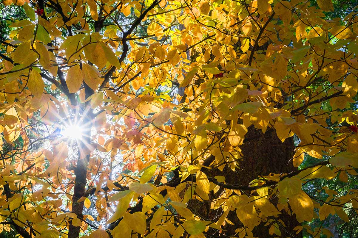 A horizontal photo of the sun shining through the golden Pacific dogwood's yellow foliage.