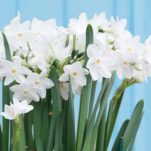 A close up square image of paperwhite narcissus flowers growing indoors.