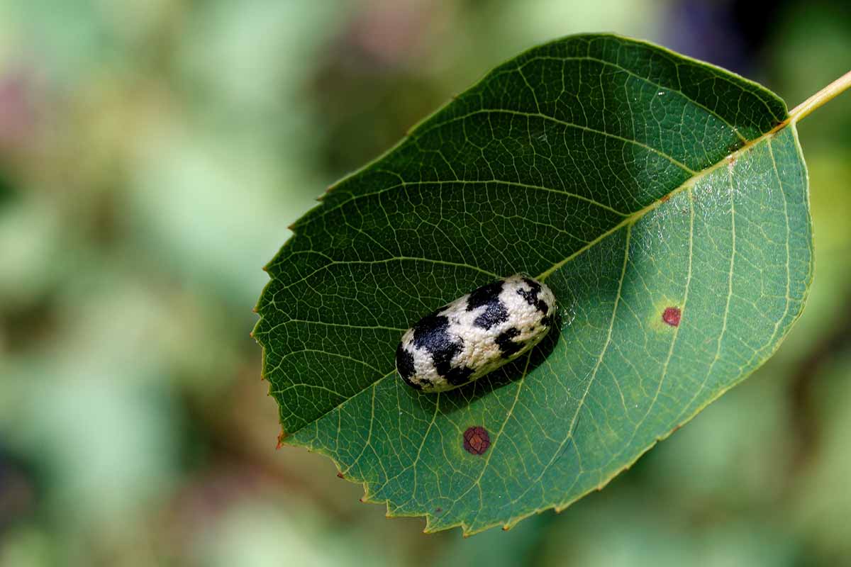 A close up horizontal image of a parasitic wasp on the foliage of a serviceberry shrub pictured on a soft focus background.