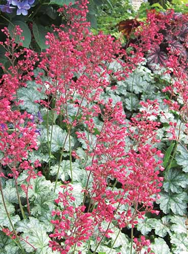 A vertical product shot of a Paris heuchera plant. The heuchera has a sprawling green foliage with long, spiky magenta blooms.