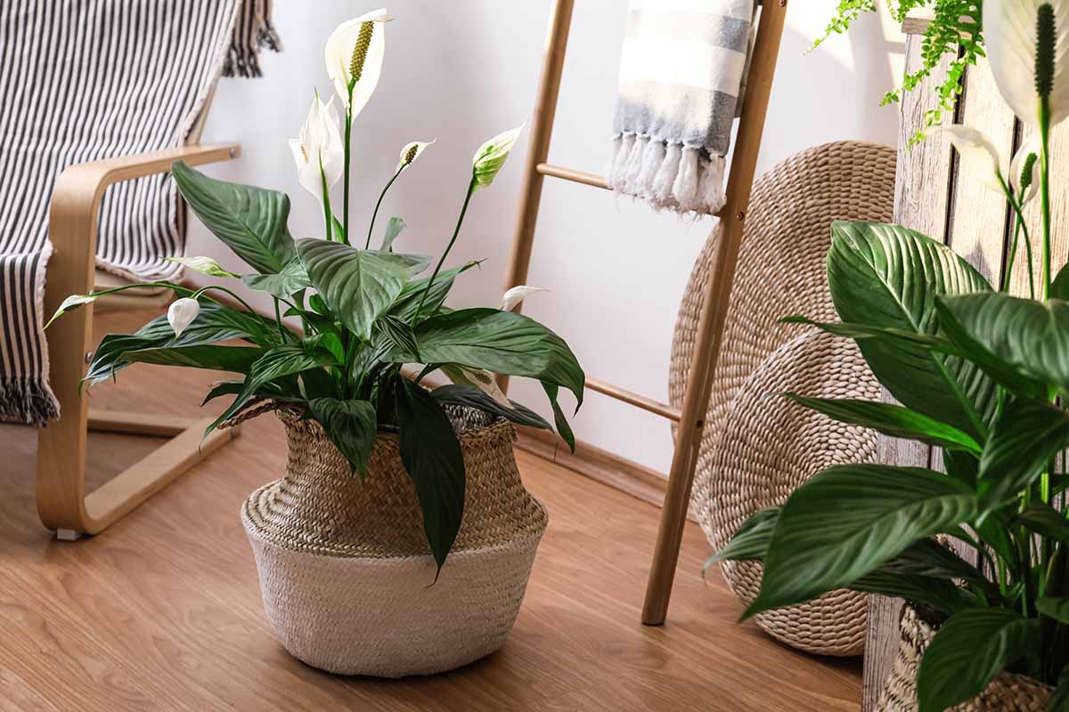 A horizontal image of a tidy room with a couple of houseplants growing in wicker baskets.