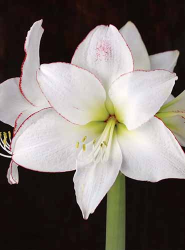 A close up of a pictoee amaryllis with white petals edged in red pictured on a dark background.