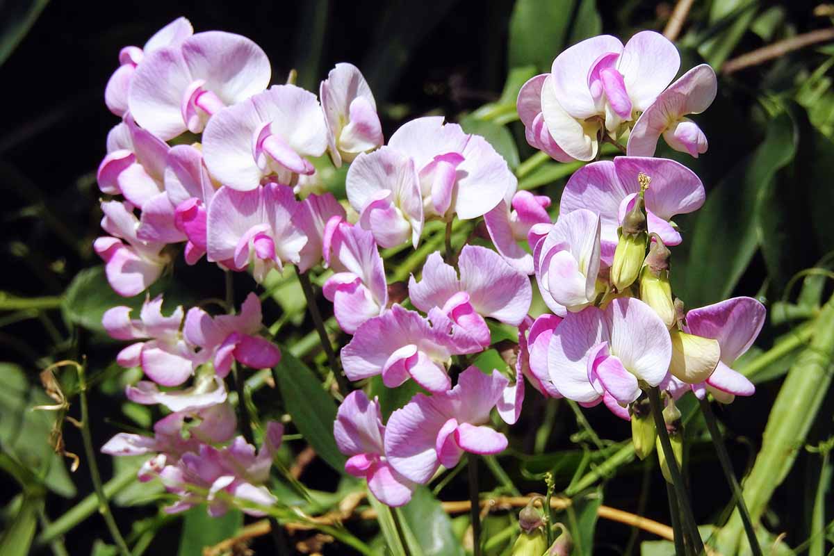 A horizontal close up photo of a bunch of pink, everlasting sweet peas.