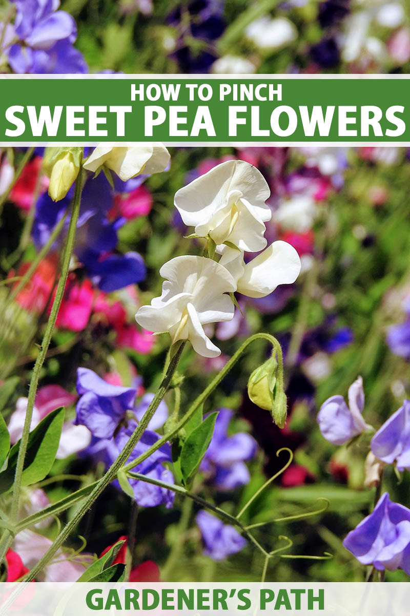 A vertical photo of various sweet peas with white, pink and purple blooms. Green and white text spans the center and bottom of the frame.