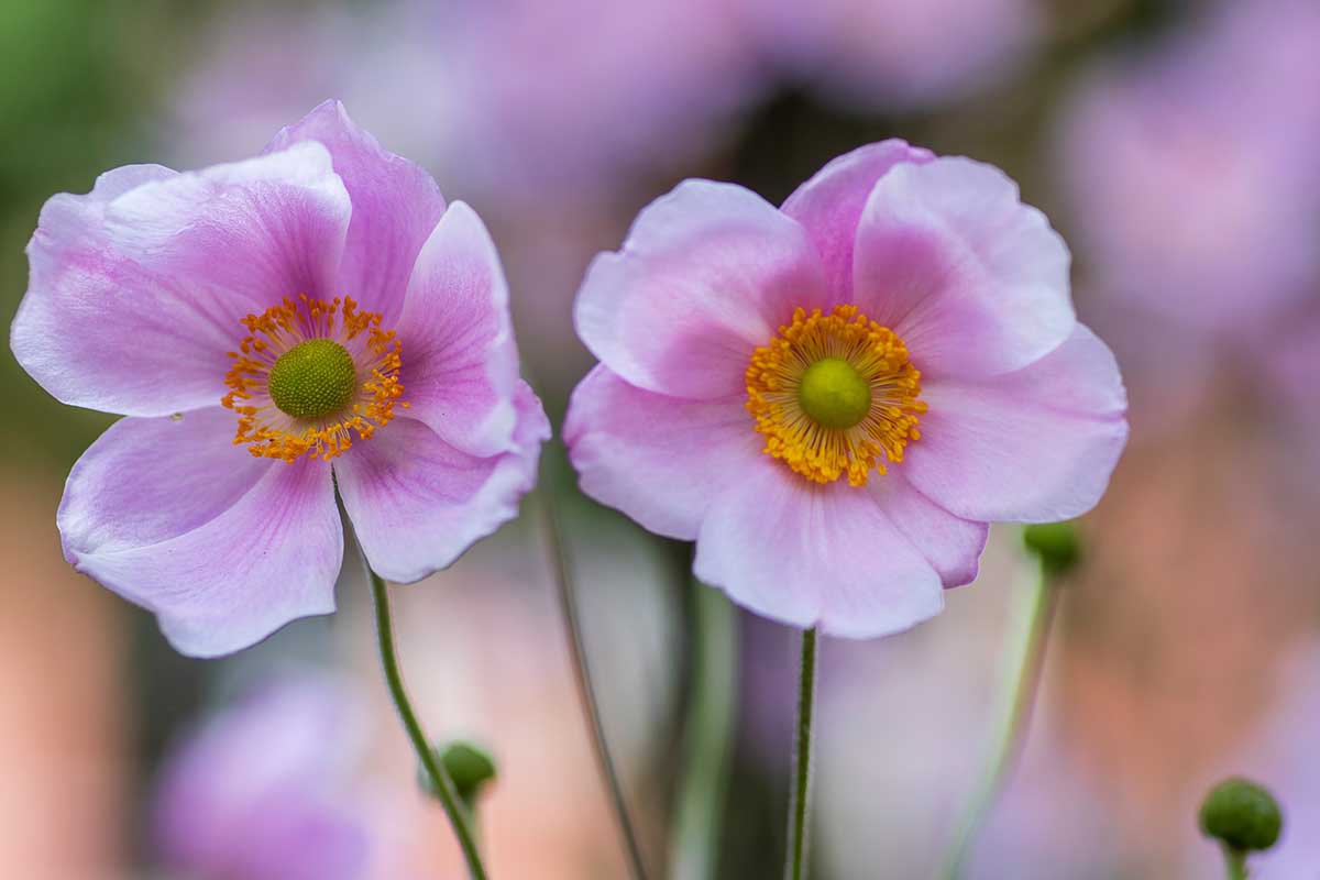A close up horizontal image of two pink anemone flowers growing in the garden pictured on a soft focus background.