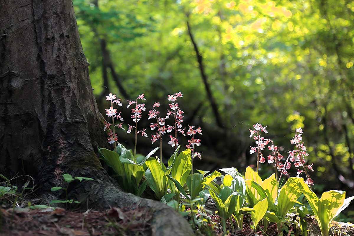 A horizontal shot of pink calanthe orchids growing in the forest under a shady tree.