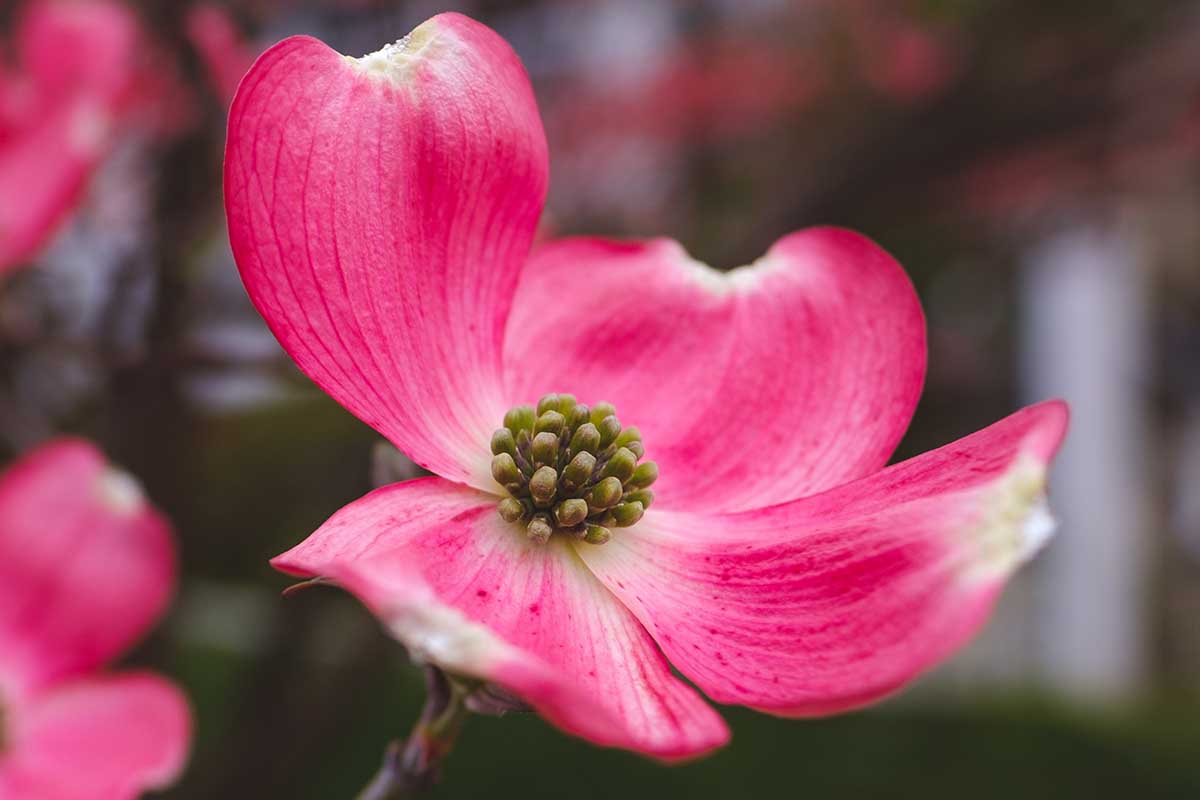 A close up horizontal image of a single pink 'Cherokee Chief' flower pictured on a soft focus background.