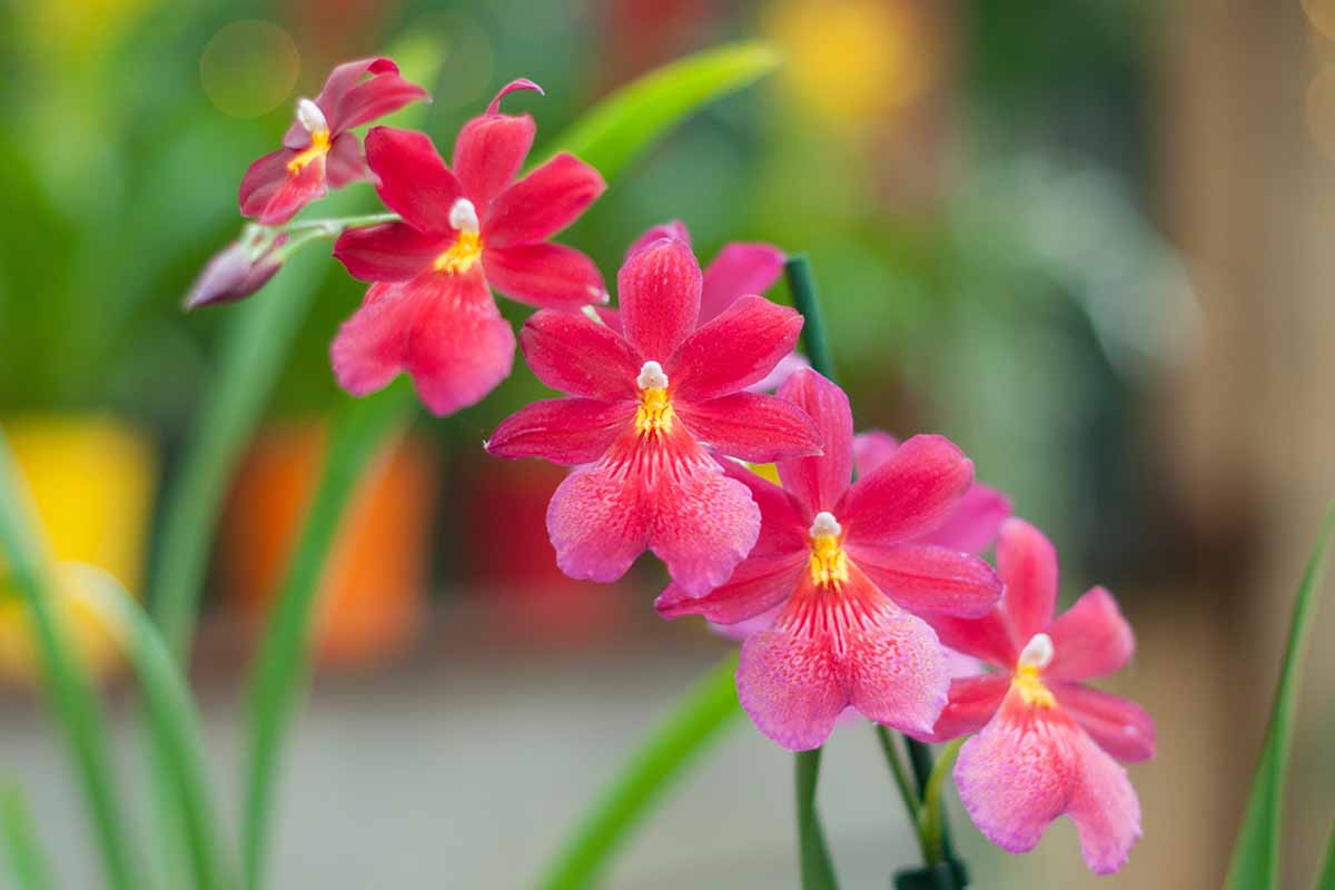 A horizontal photo of a pink and red cambria orchid hyrbrid with the background blurred out.