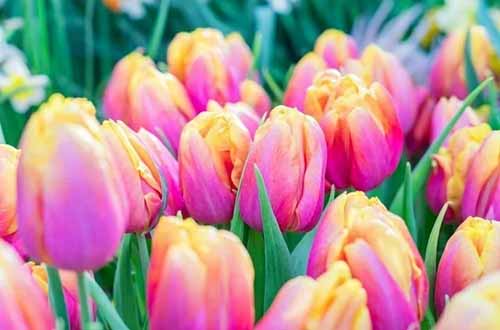 A horizontal product shot of Pink Passion variety of tulips. The blooms are pink with a yellow center.
