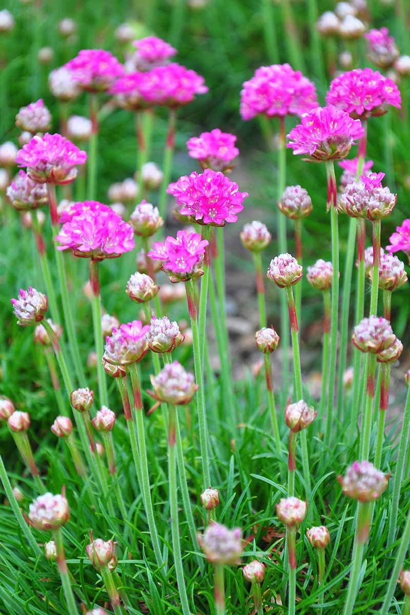 A close up vertical image of pink sea thrift flowers and buds on long flower stalks pictured on a soft focus background.