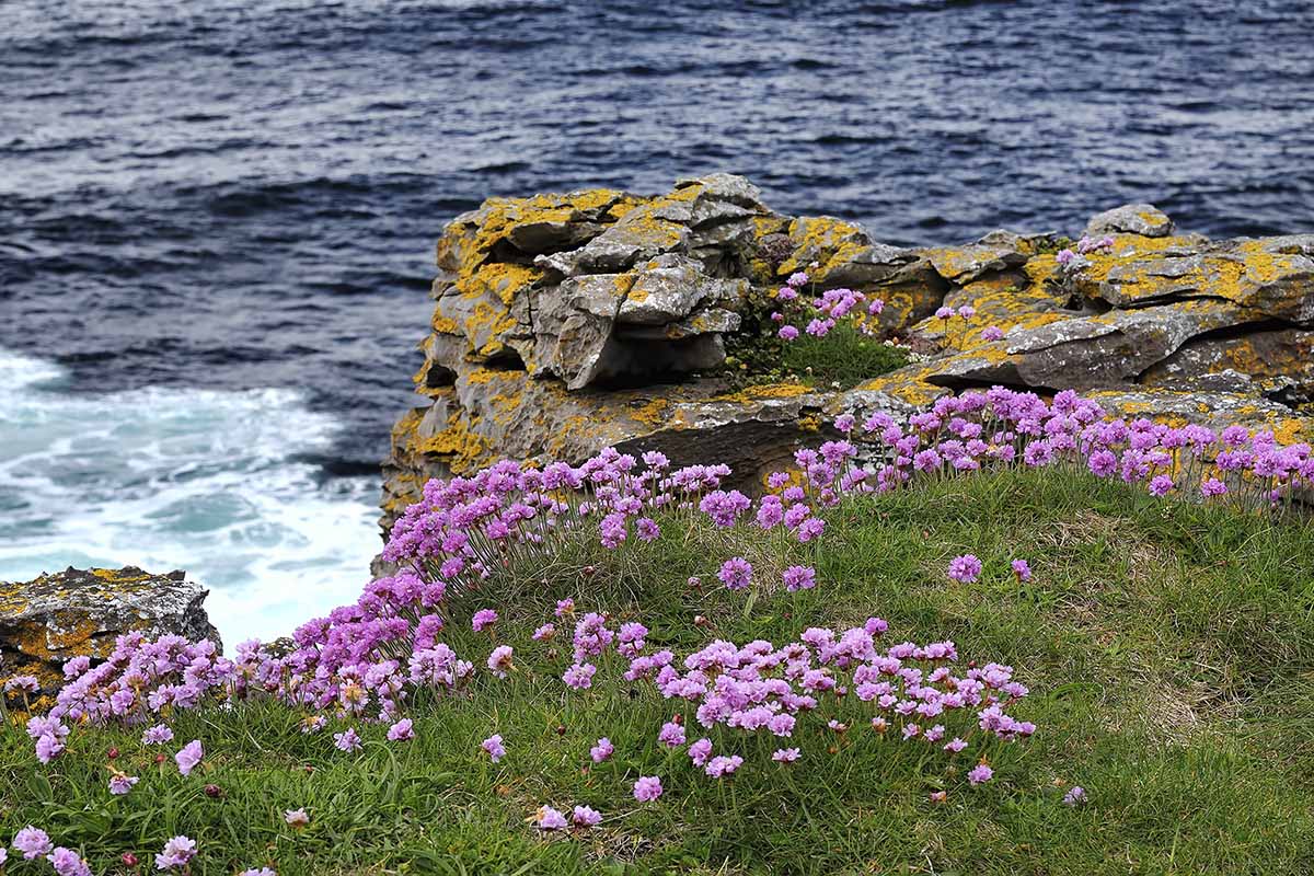 A horizontal image of pink sea thrift growing on a craggy cliff with the ocean in the background.