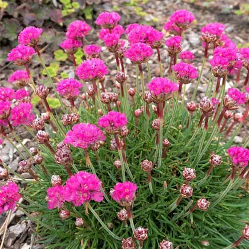 A close up of pink sea thrift flowers growing in a rocky garden.