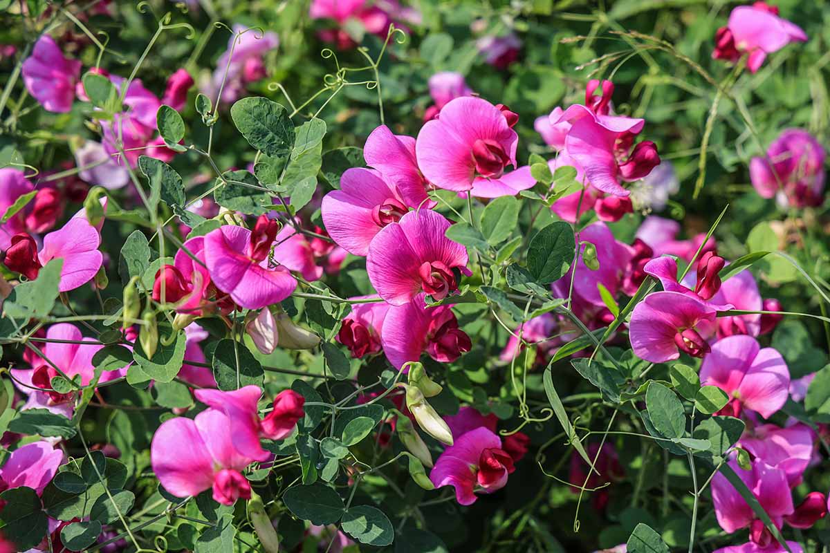 A horizontal shot of a bed of dark pink sweet pea blooms in summer.