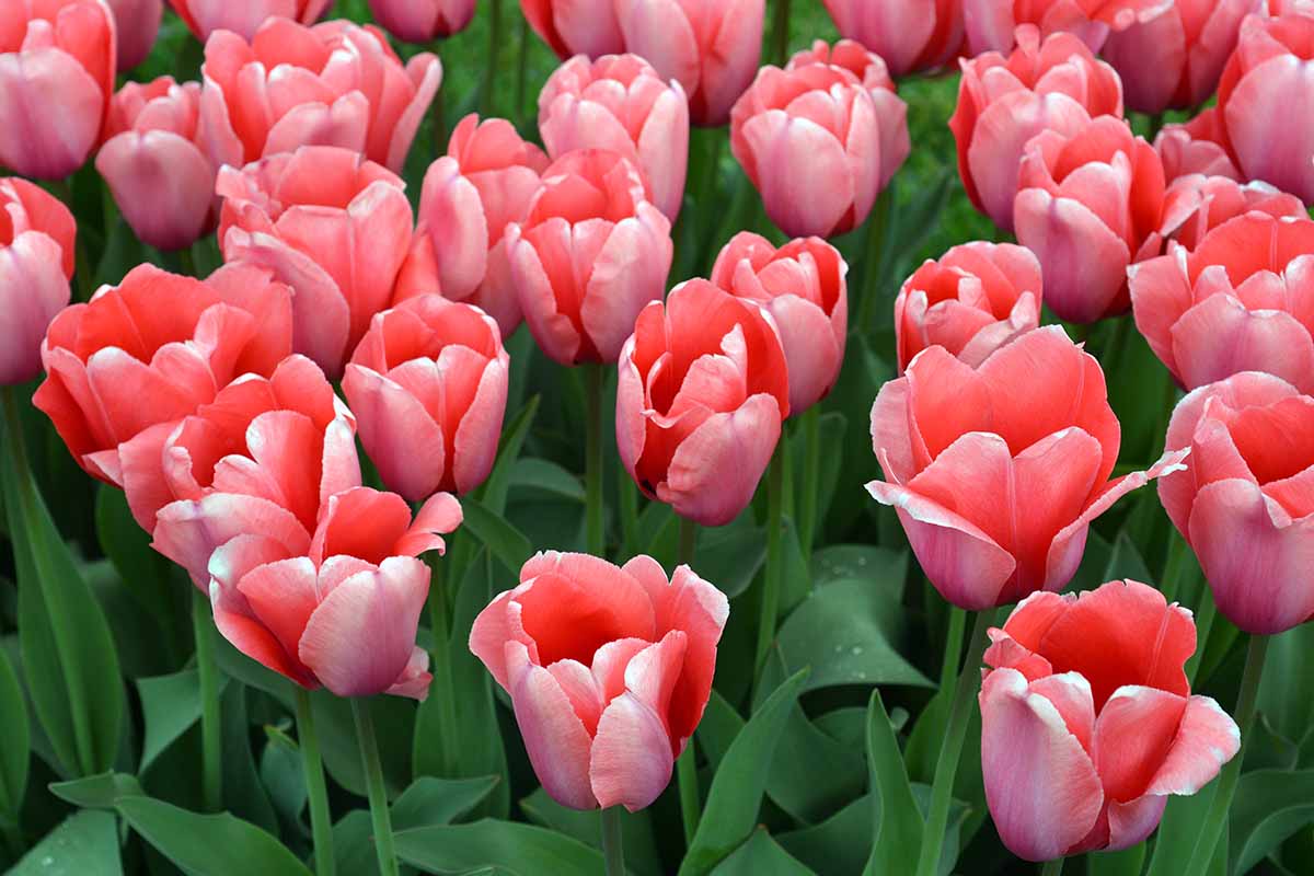 A horizontal shot of a bed of pink tulips growing close together.