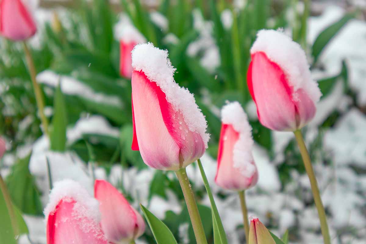 A horizontal photo of light pink tulips growing in a garden dusted with snow.