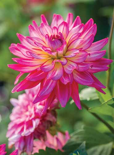 A close up of a 'Pinkie Swear' dahlia pictured in bright sunshine in the garden.