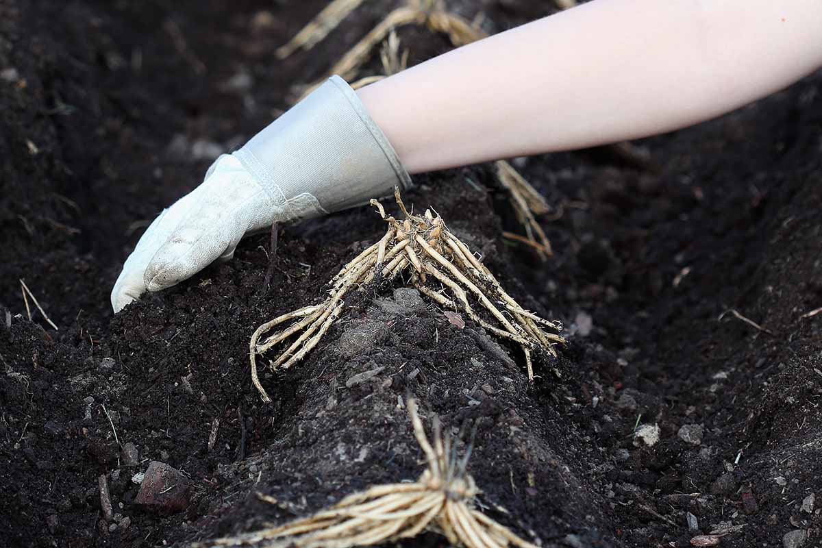 A close up horizontal image of a hand from the top of the frame planting crowns in mounds in the garden.