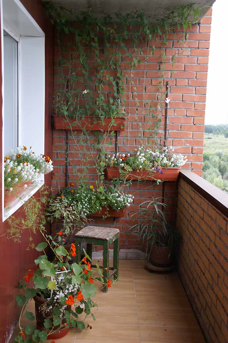 A vertical image of a small balcony on a brick building with a variety of planters and pots.