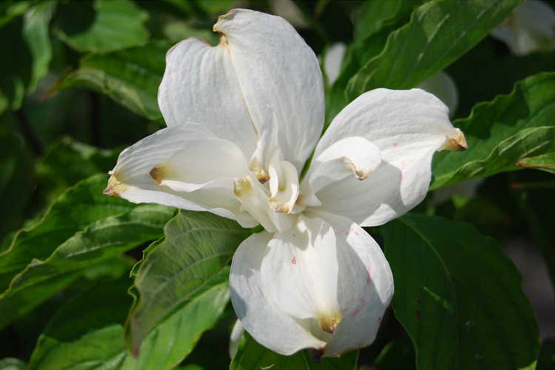 A close up horizontal image of a Plena dogwood flower pictured in light sunshine with green foliage in the background.