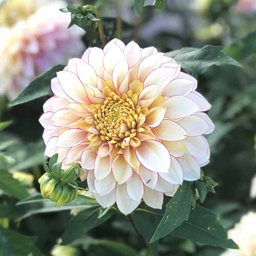 A square image of a single 'Polka' dahlia pictured on a soft focus background.