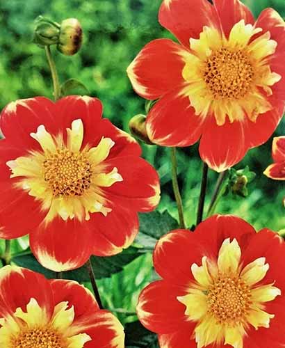 A close up of red and yellow 'Pooh' dahlias growing in the garden pictured on a soft focus background.