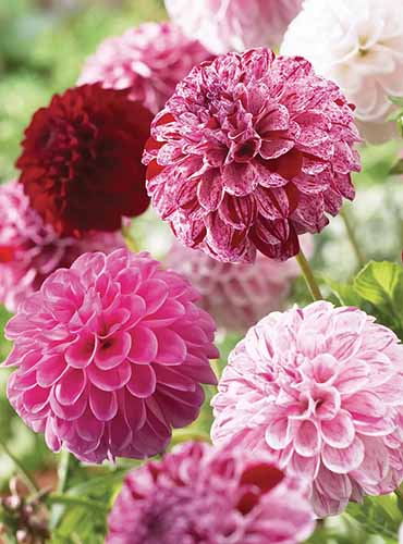 A close up of pink and pink and white 'Pot Luck' dahlias growing in the garden pictured on a soft focus background.