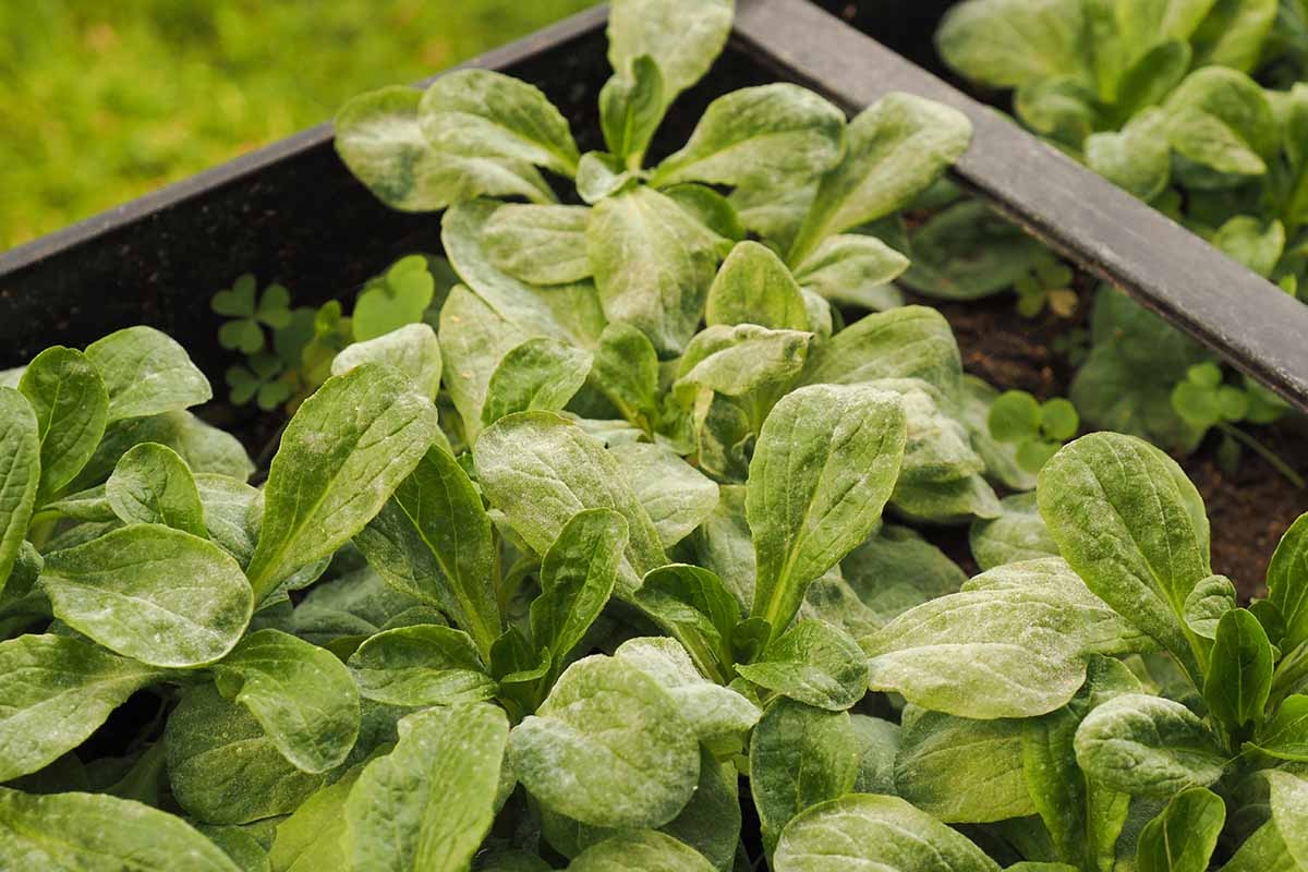 A horizontal photo of lettuce growing in a raised bed. The leaves are covered with powdery mildew.