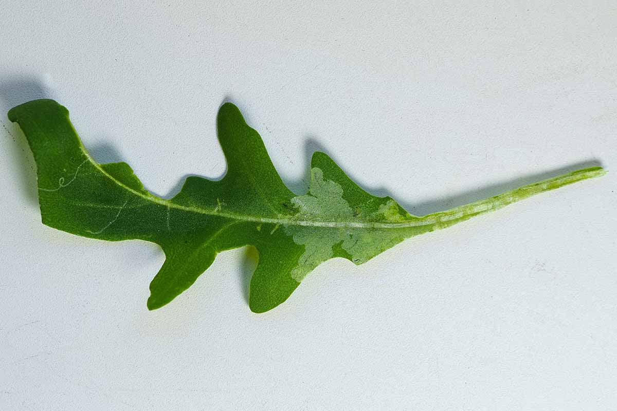 A horizontal close up of powdery mildew on an arugula leaf against a white background.