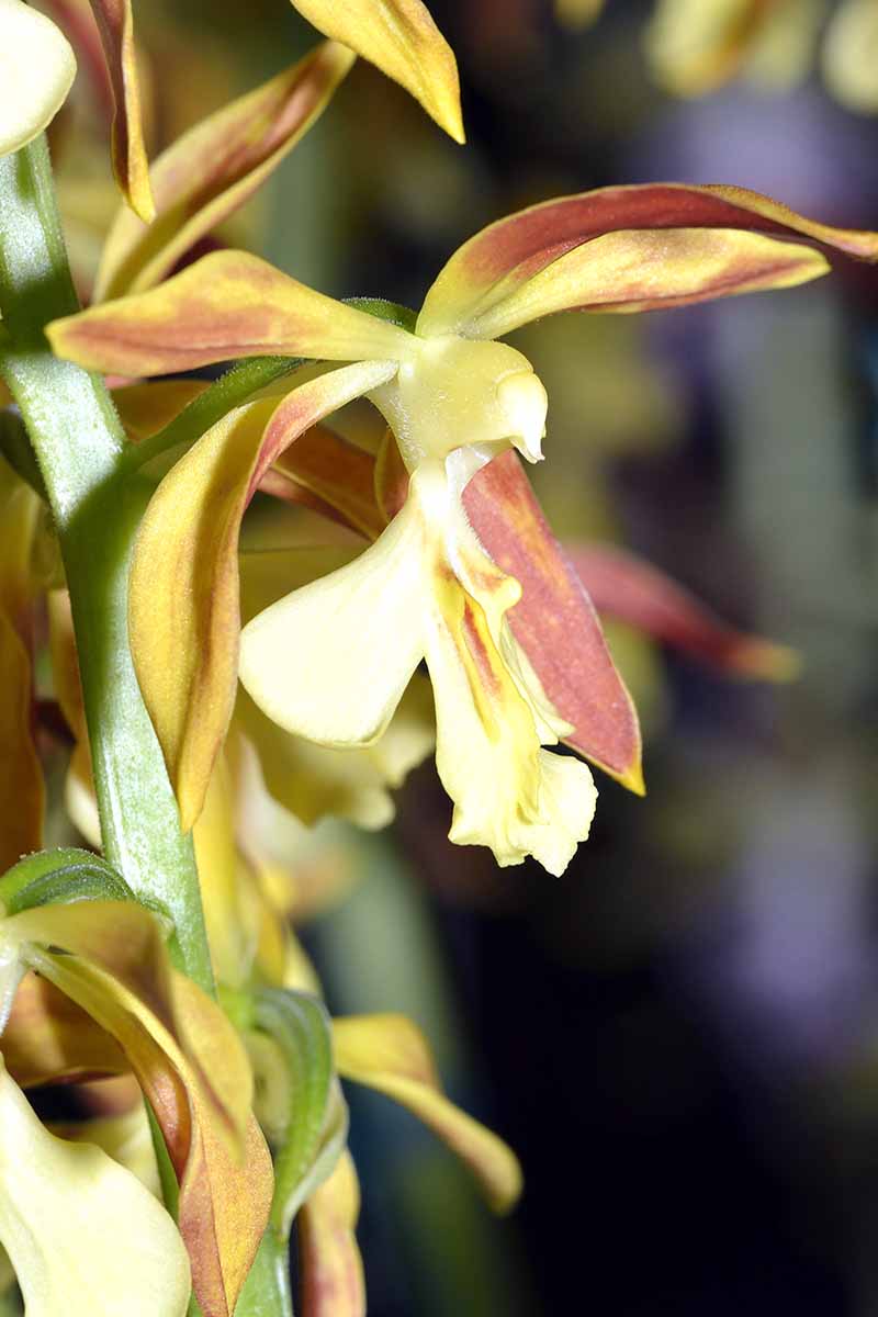 A vertical profile of a pale yellow calanthe orchid bloom.