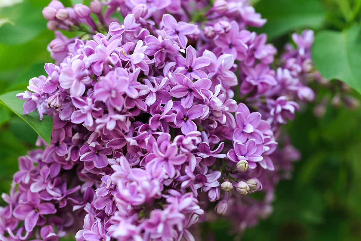 A close up horizontal image of light purple lilac flowers growing in the garden pictured on a green soft focus background.
