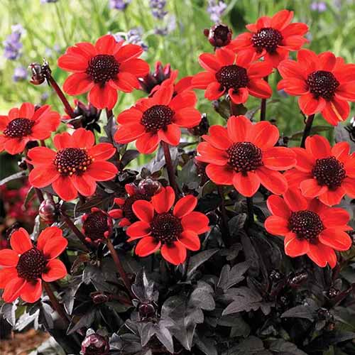 A close up square image of bright red 'Pulp Fiction' dahlias with dark foliage.