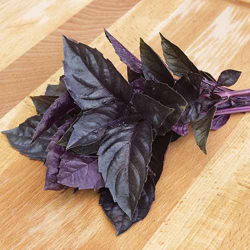 A square product shot of purple 'Dark Opal' basil cuttings on a wooden table.
