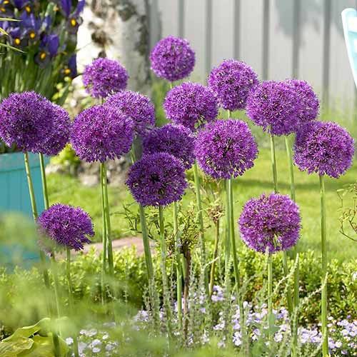 A square image of 'Purple Sensation' ornamental alliums growing in the garden.