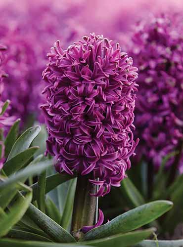 A close up of a 'Purple Sensation' hyacinth flower growing in the garden pictured on a soft focus background.