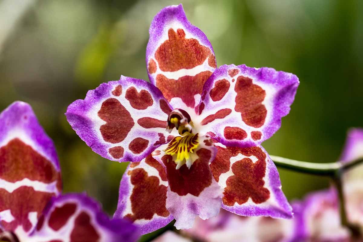 A horizontal close up shot of a purple and burgundy odontoglossum orchid bloom.